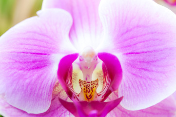 Close up pink orchid flower