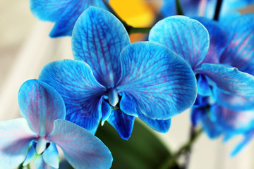 Beautiful blue orchid flowers, close up