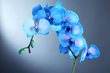Naklejka na ściany i meble Beautiful blue orchid flower on grey background