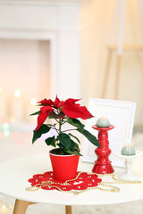Christmas flower poinsettia on holiday interior