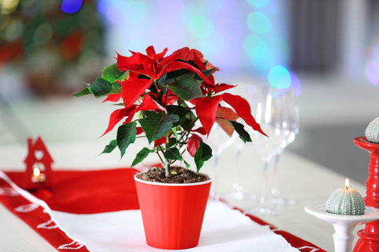 Christmas flower poinsettia on table, on lights background