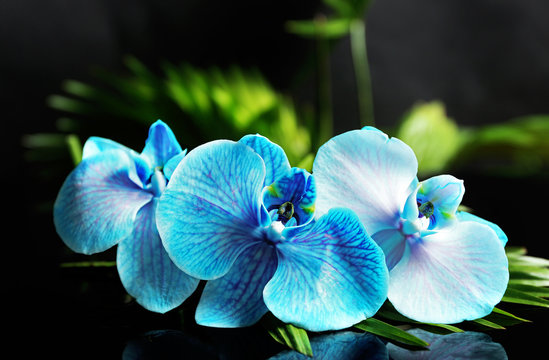 Fototapeta Beautiful blue orchid flowers on dark background