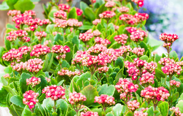 pink and red flower in the garden