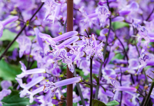 Purple flower in the garden (Plectranthus Mona Lavender flowers)