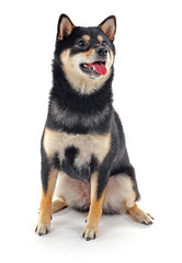 Siba inu dog isolated on white