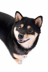 Siba inu dog isolated on white, top view