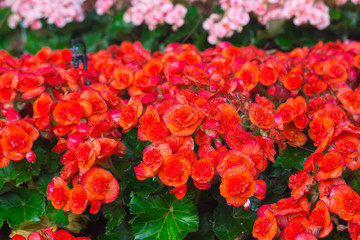 begonia flower in garden
