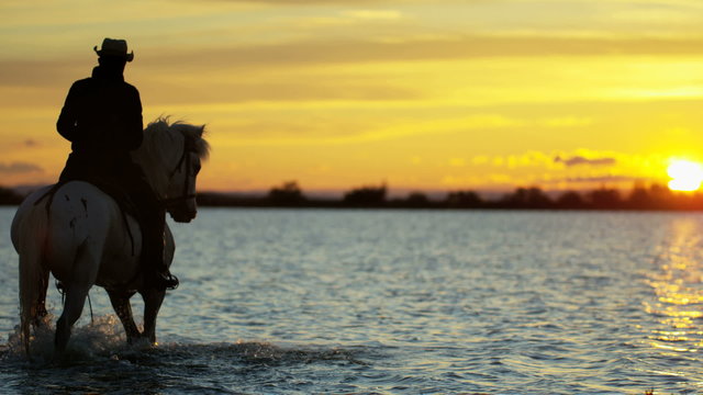 Cowboy Camargue animal horse sunrise water wetland freedom