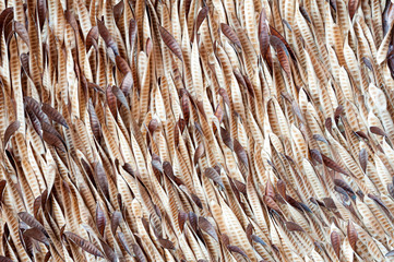 White popinac dry background or texture