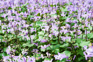 Fototapeta premium Purple flower in the garden (Plectranthus Mona Lavender flowers)