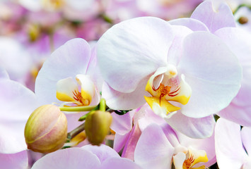 Naklejka na ściany i meble Close up orchid flower