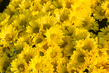 Closeup of yellow chrysanthemums
