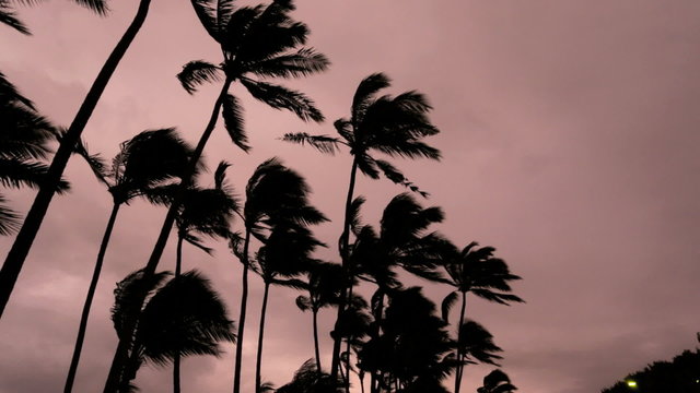 Palm Trees Hurricane Iselle storm force winds landfall Hawaiian Islands 