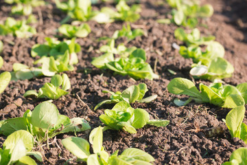 cauliflower in the Vegetable garden
