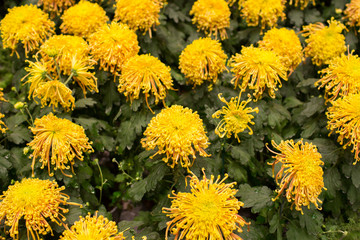 beautiful of flowers in the garden