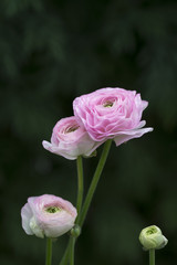 ラナンキュラスの花
