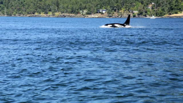 Wildlife Travel Tourism Vacation Orca Whale Watching Tours Environment Mammal