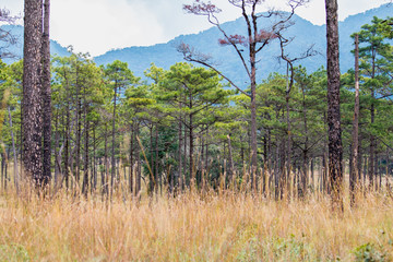 Obraz premium pine Forest