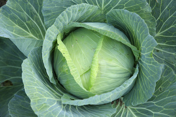 Fototapeta premium green cabbage crops in growth at field