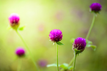 Close up of purple Globe Amaranth flower or Bachelor's Buttons