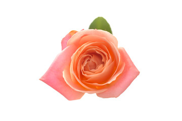 beautiful orange single rose bud isolated