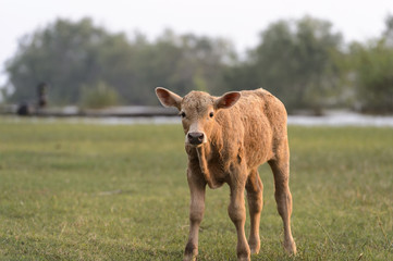 pretty little calf standing alone in green pasture
