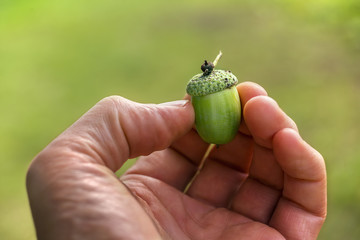 Man shows a green acorn in his hand