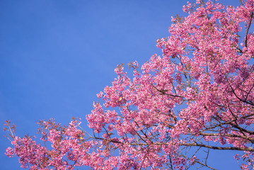Wild Himalayan Cherry , Sakura , Cherry Blossoms grows in the mountains and creates fabulous pink blossoms each winter at Northern Thailand with  blue sky on background.