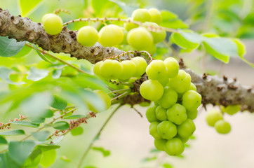 Star gooseberry on the tree,tropical fruit