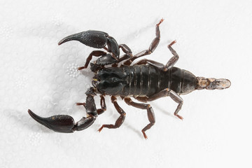 Giant forest scorpion species found in tropical and subtropical areas in Asia.