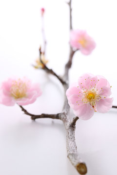 一枝 Images – Browse 391 Stock Photos, Vectors, and Video | Adobe Stock