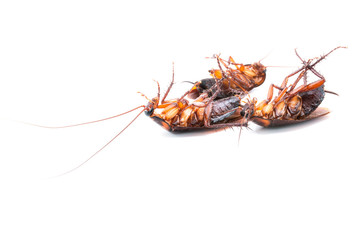 Cockroaches dead on white background
