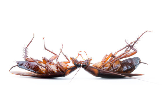 Cockroaches dead on white background
