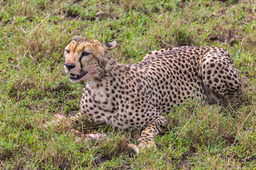 Cheetah eating its meal in Serengeti National park, Tanzania, Africa