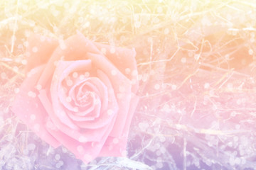 sweet dreamy of pink rose