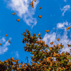 Naklejka premium Monarch Butterflies on tree branch in blue sky background, Michoacan, Mexico 