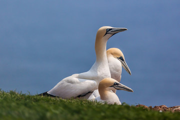 Three Gannets on grass in blue sky background