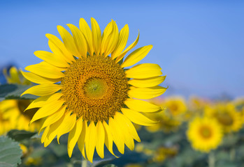 Sunflowers,Sunflowers blooming against a bright sky