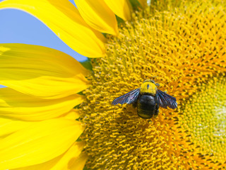 A carpenter bee on blooming sunflower
