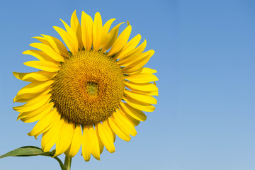 Sunflowers,Sunflowers blooming against a bright sky