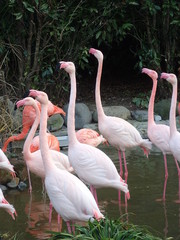 フラミンゴの群れ