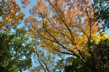 Maple tree in the garden.