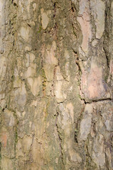 Tree bark texture wallpaper