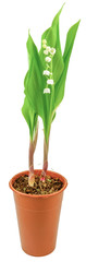 pot de muguet sur fond blanc 