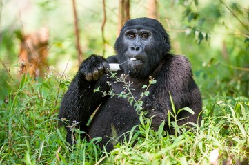 Portrait of a mountain gorilla at a short distance.  gorilla  close up portrait.
