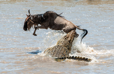The antelope Blue wildebeest ( connochaetes taurinus ), has undergone to an attack of a crocodile.