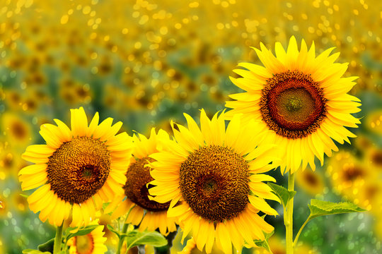 sunflowers on blurry background