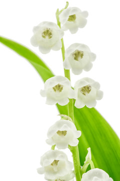 clochettes du muguet de mai, fond blanc 