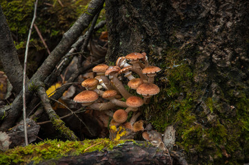 Naklejka na ściany i meble mushroom on a tree