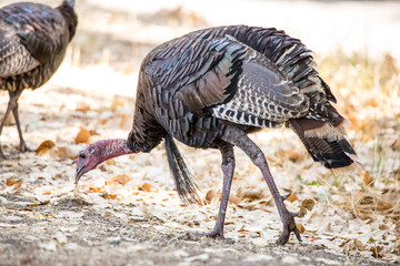 wild turkey hen or female feeding on a spring day